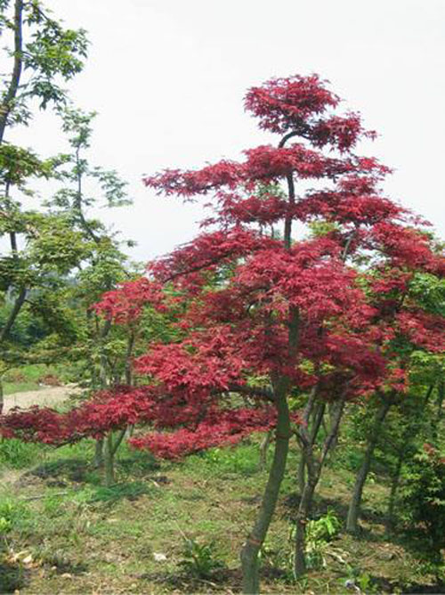 tGֲֲBog(sh)x
